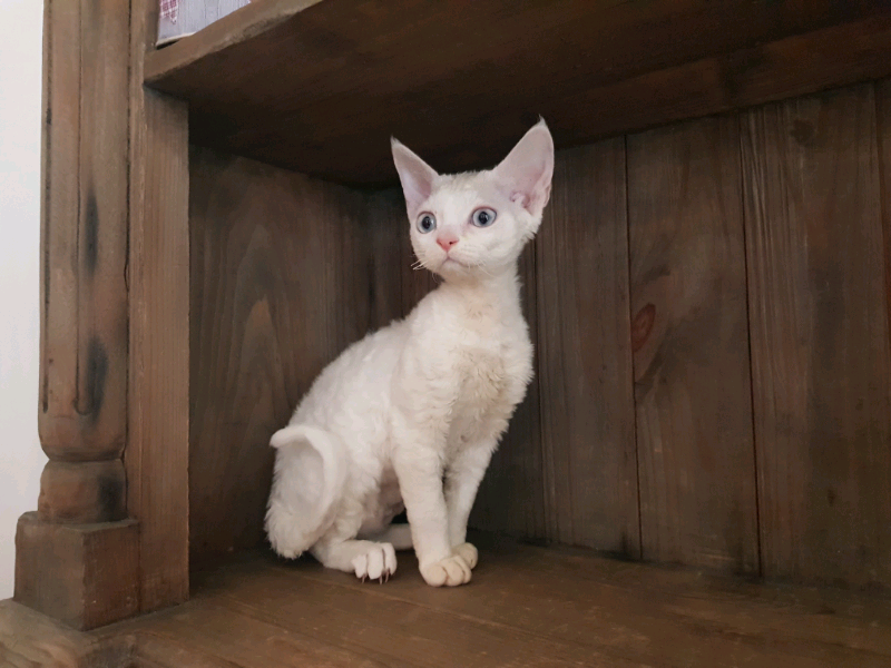 devon rex gumtree